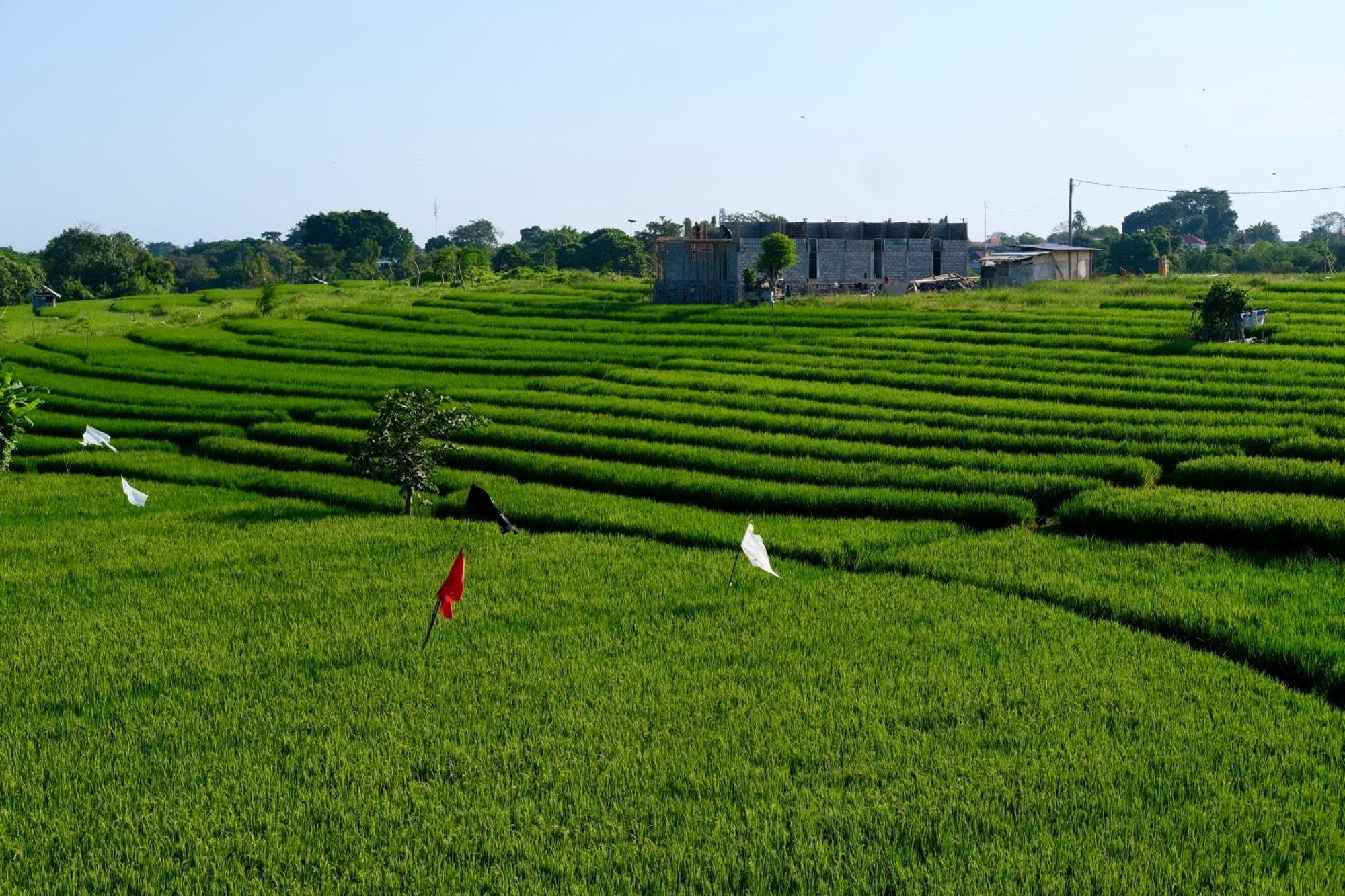 Villa The R Patuha, Rice Field View