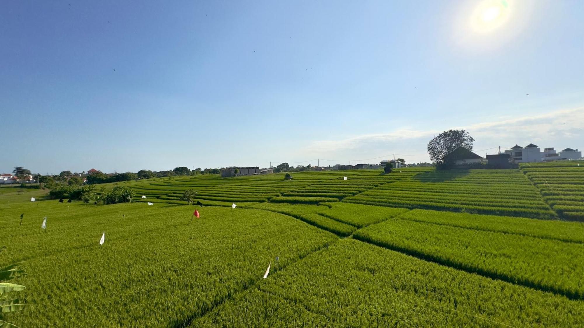 The R Patuha, Rice Field View Villa